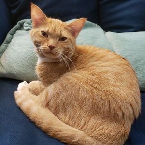 Meet your Posher, Rachel